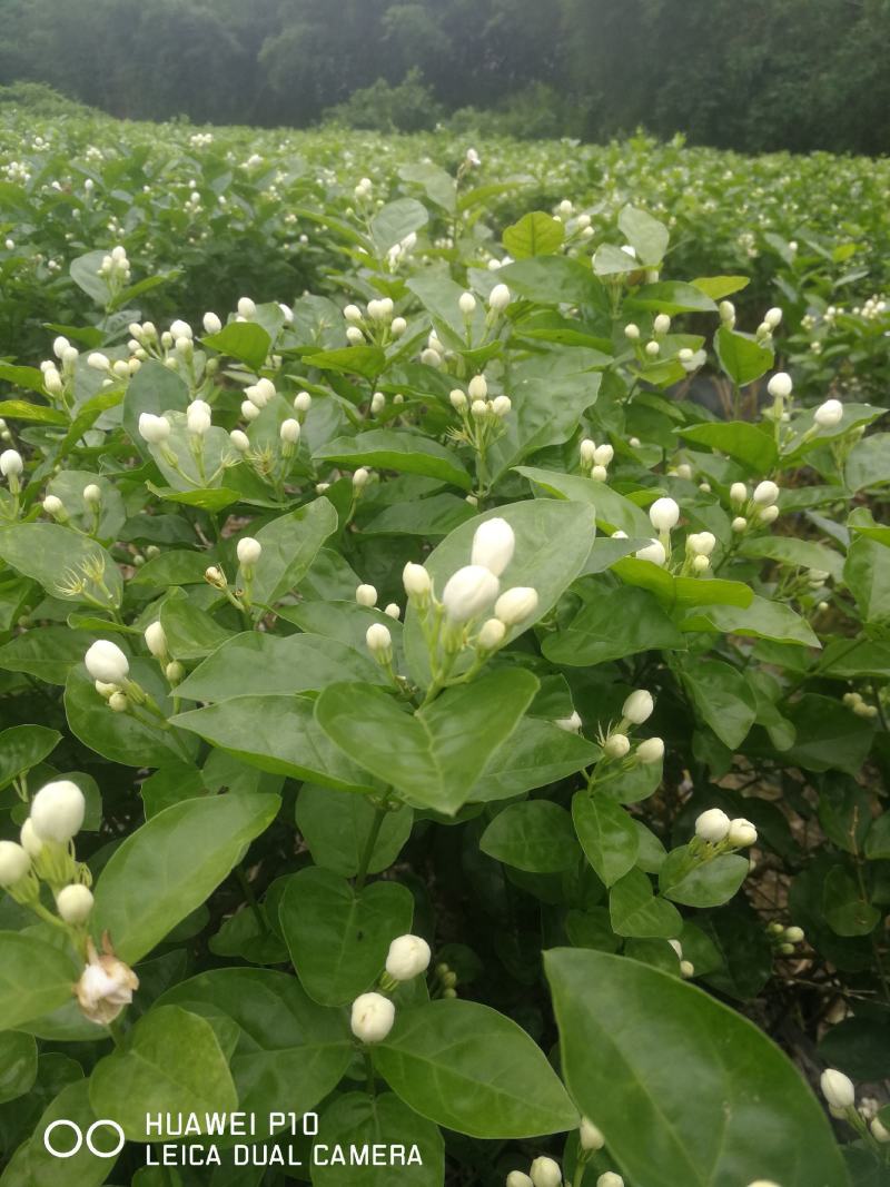 广西横县原产地种植基地茉莉花苗花卉盘栽