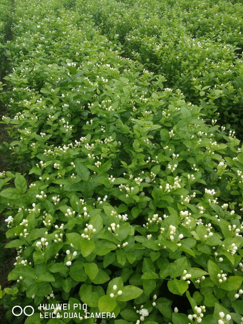 广西横县原产地种植基地茉莉花苗花卉盘栽
