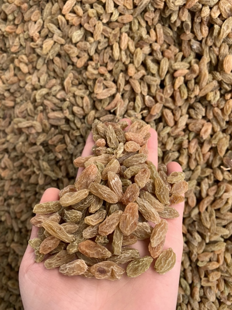 新疆黄无核白葡萄干果肉饱满、甘甜味好、风味纯正