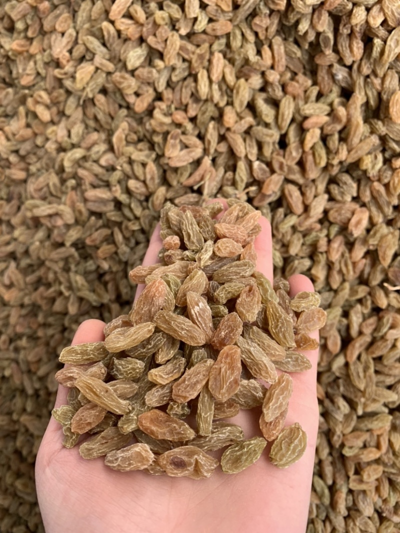 新疆黄无核白葡萄干果肉饱满、甘甜味好、风味纯正