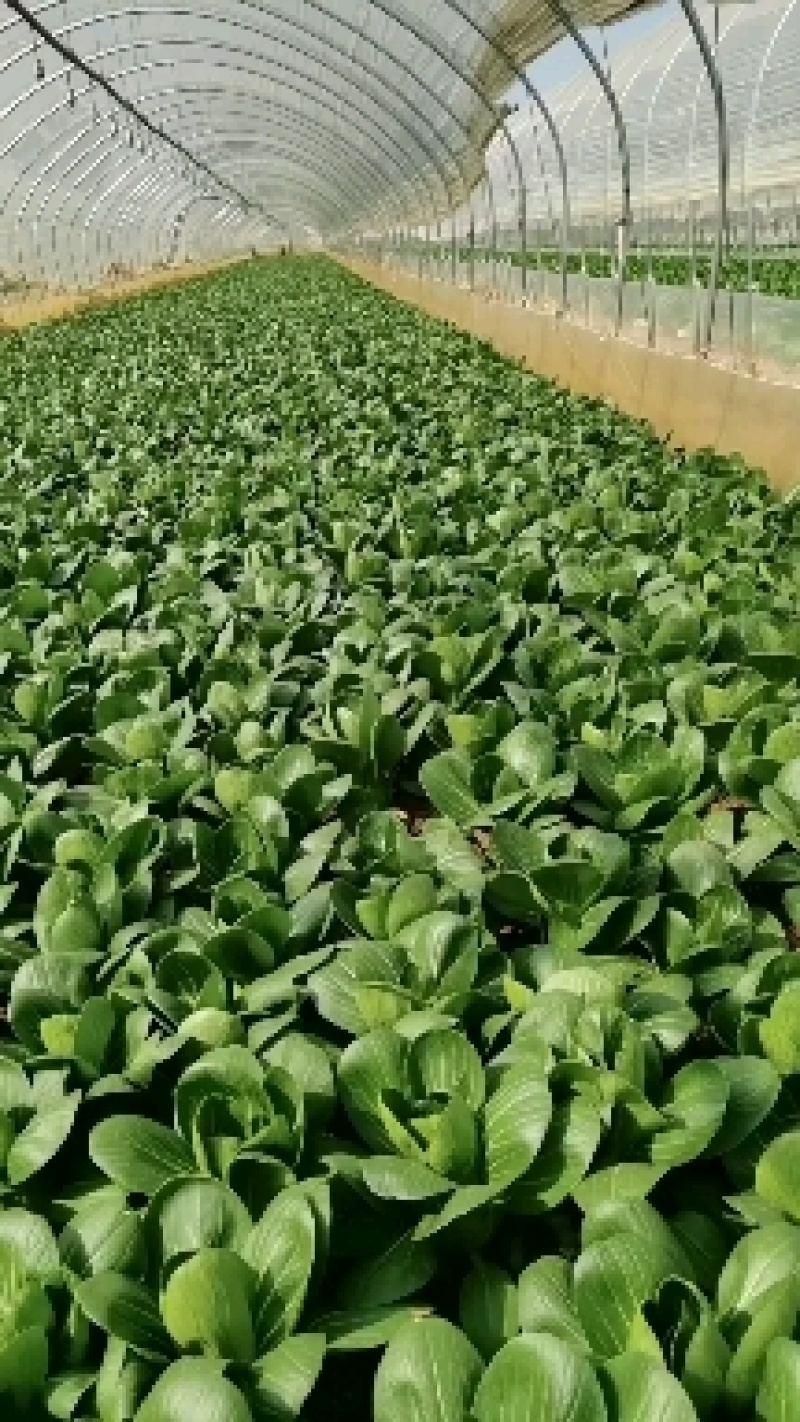 【推荐】精品上海青大量供货产地直发欢迎老板订购