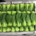 【推荐】精品上海青大量供货产地直发欢迎老板订购