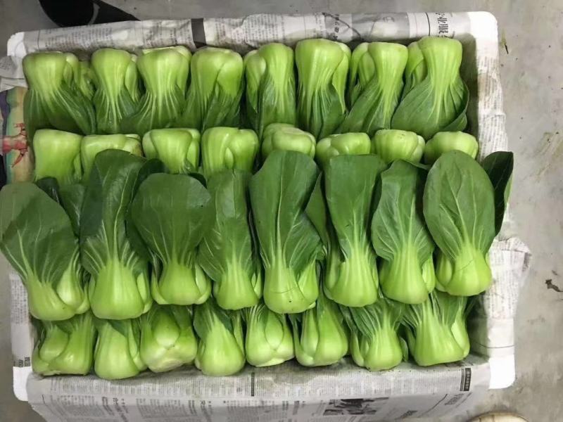 【推荐】精品上海青大量供货产地直发欢迎老板订购