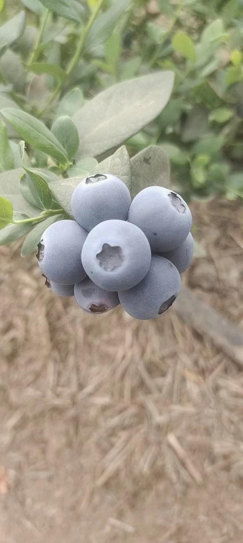 山东蓝莓优瑞卡，H5货源充足稳定，产地直发货欢迎选购