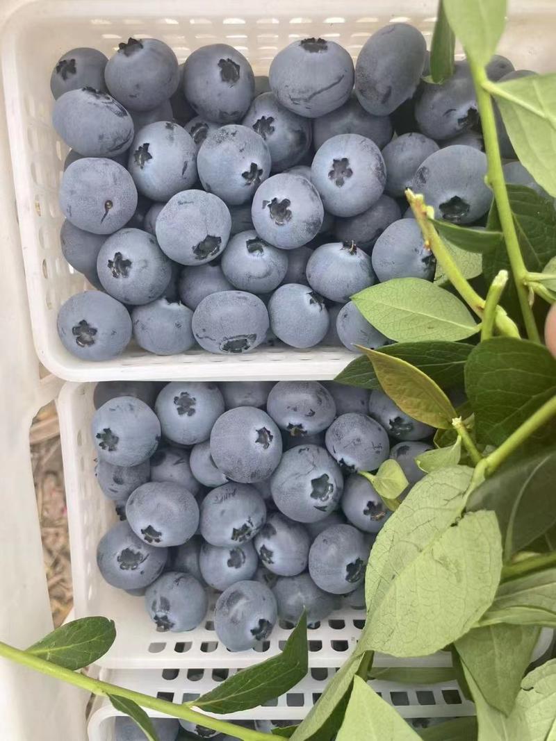 山东蓝莓优瑞卡，H5货源充足稳定，产地直发货欢迎选购