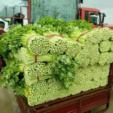 砀山县优质西芹，产地直销，供应全国，诚实第一，事实报价