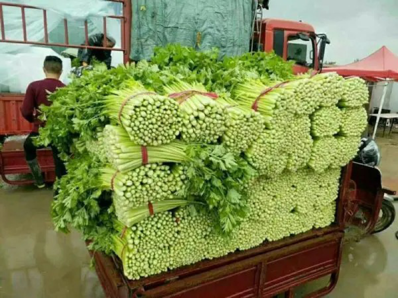 砀山县优质西芹，产地直销，供应全国，诚实第一，事实报价