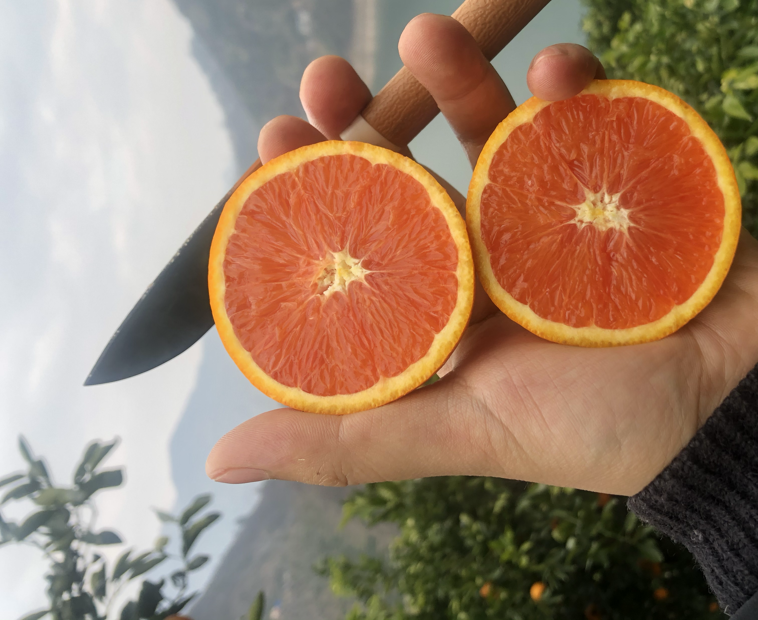 一盘新鲜的秭归脐橙切片,果肉饱满,色泽金黄,展示出诱人的质感与色泽 秭归脐橙产品展示图