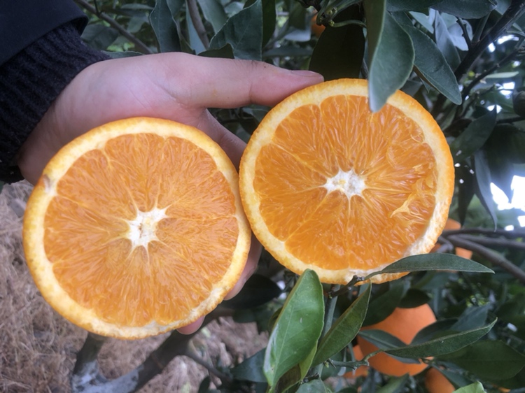 新鲜采摘的秭归脐橙特写