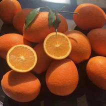 【长虹脐橙】新鲜上市果园一手发货对接批发电商
