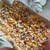 厂家直销碎玉米羊饲料碎玉米质量可靠