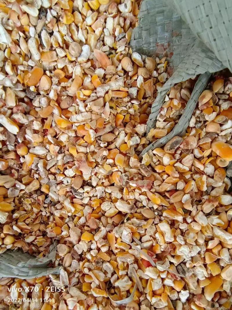 厂家直销碎玉米羊饲料碎玉米质量可靠