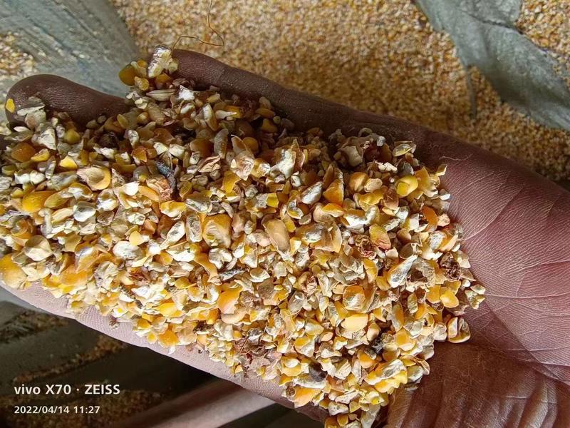 厂家直销碎玉米羊饲料碎玉米质量可靠