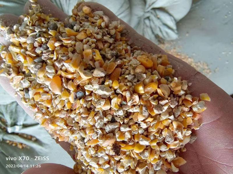 厂家直销碎玉米羊饲料碎玉米质量可靠