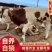 西门塔尔牛犊，肉牛犊，育肥牛犊，包运输包技术包成活