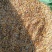 现货供应玉米漏碎玉米猪牛羊饲料无土