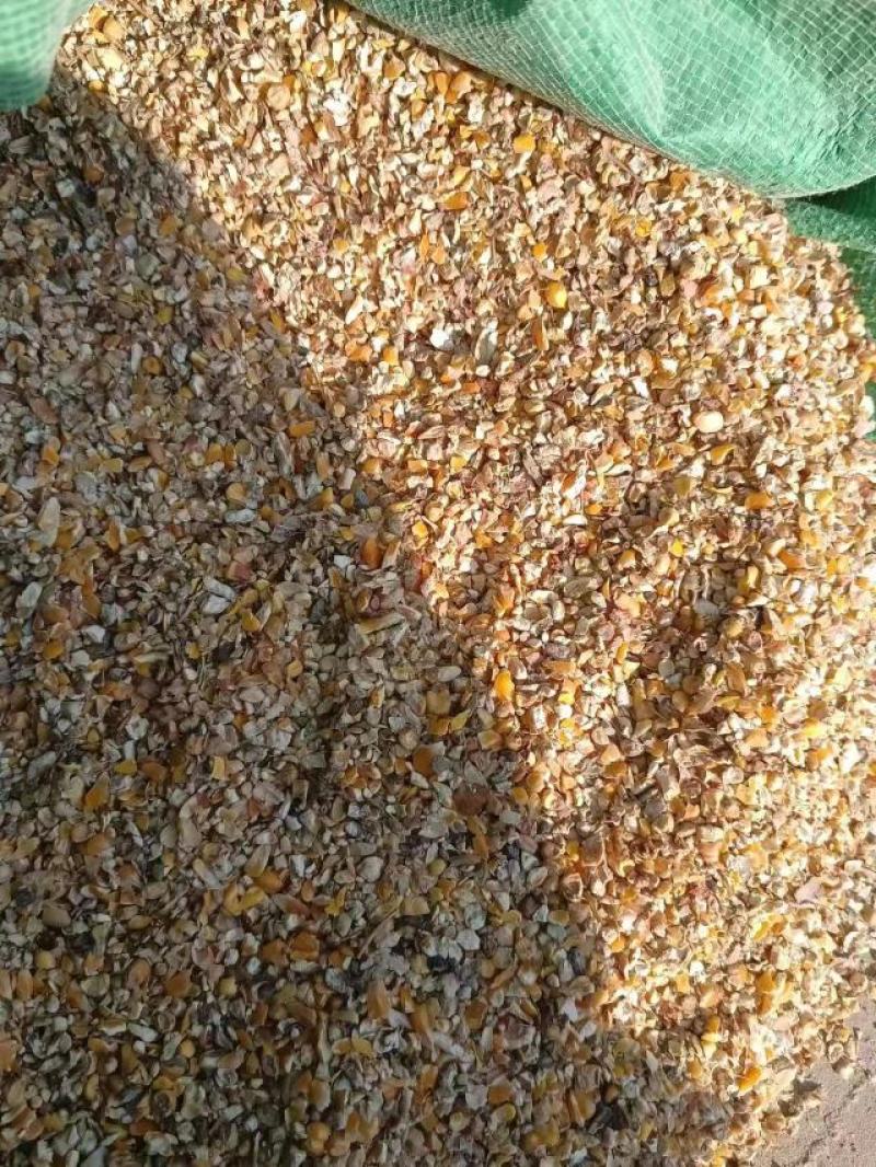 现货供应玉米漏碎玉米猪牛羊饲料无土