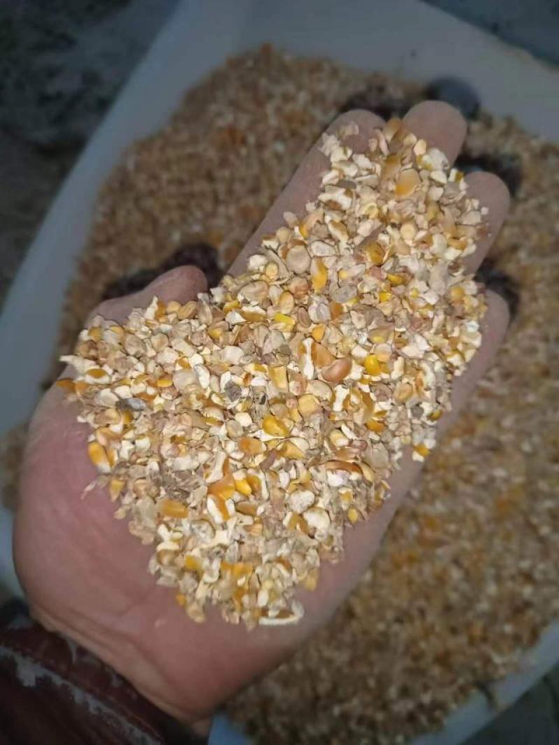 现货供应玉米漏碎玉米猪牛羊饲料无土