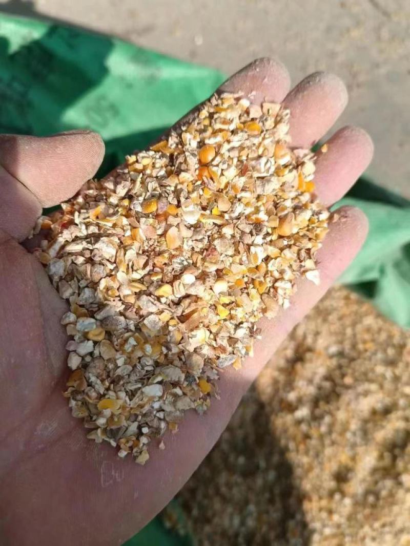 现货供应玉米漏碎玉米猪牛羊饲料无土