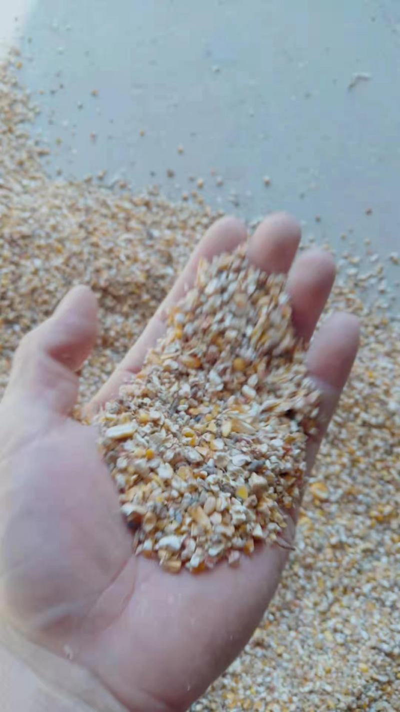 现货供应玉米漏碎玉米猪牛羊饲料无土