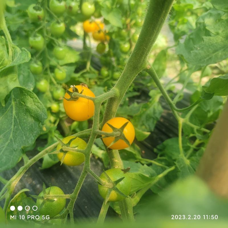 各色小番茄，欢迎采购！