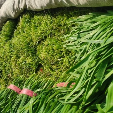 大棚韭菜量大需要的一亩田联系我