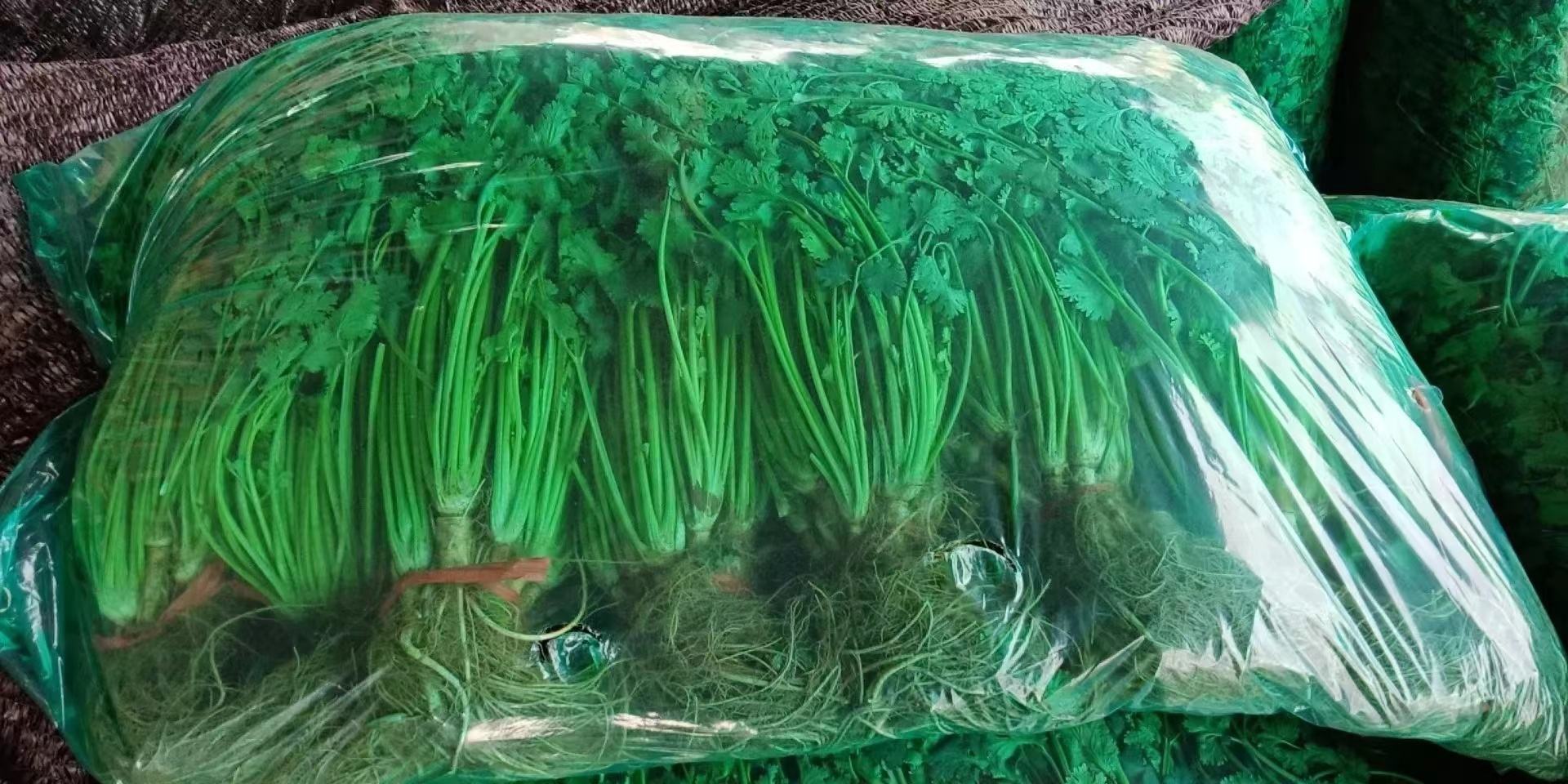 一个设计简约的纸质礼盒,打开后内衬食品级保鲜膜,整齐摆放两束新鲜云南野生香菜,叶片翠绿挺括,配有品牌标签与二维码溯源信息,旁边放置一张手绘风格的食用方法卡片,展示凉拌、涮煮、做蘸水等多种做法 包装精美的云南野生香菜电商礼盒