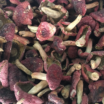 云南高山红菇大量供应产地优势有量有价品质保证