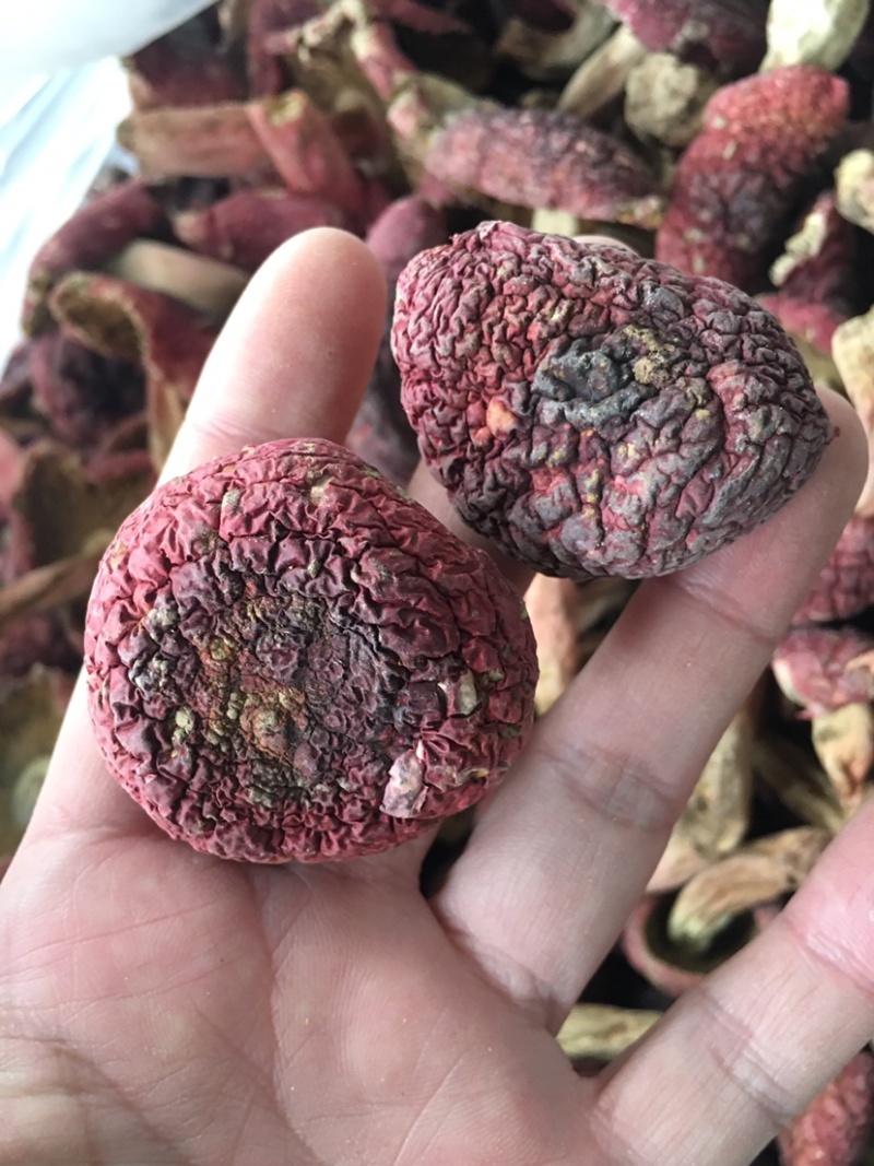 云南红菇大量供应对接同行产地优势有量有价品质保证