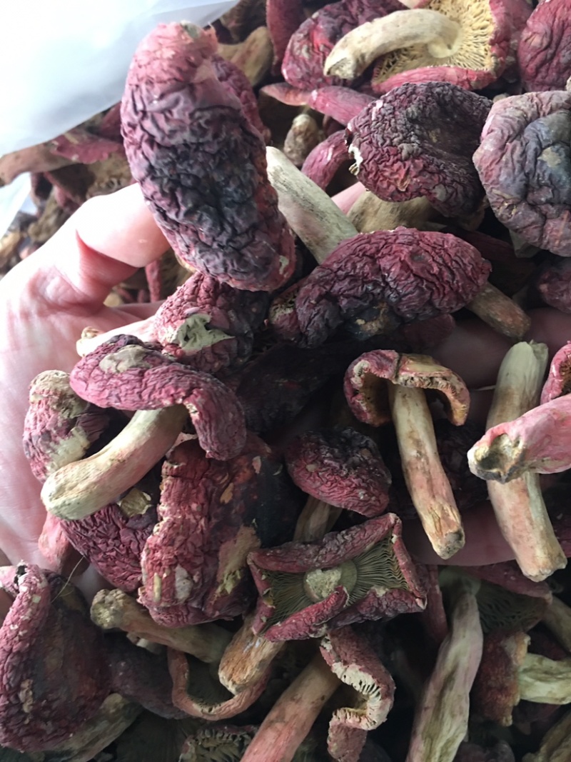 云南红菇大量供应对接同行产地优势有量有价品质保证