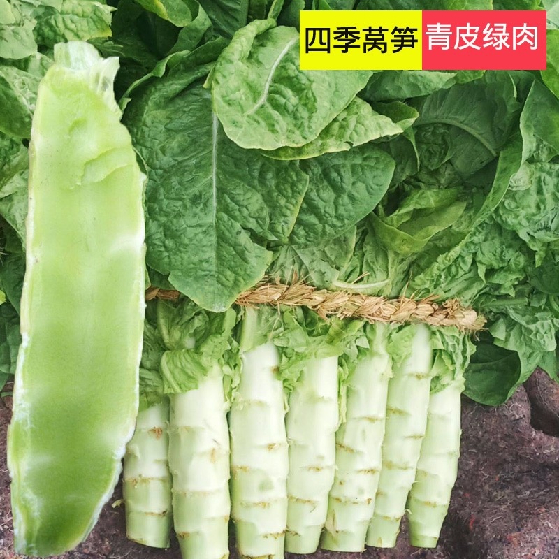 【无空心】河南濮阳精品圆叶莴笋，现砍现发，基地供应全国发