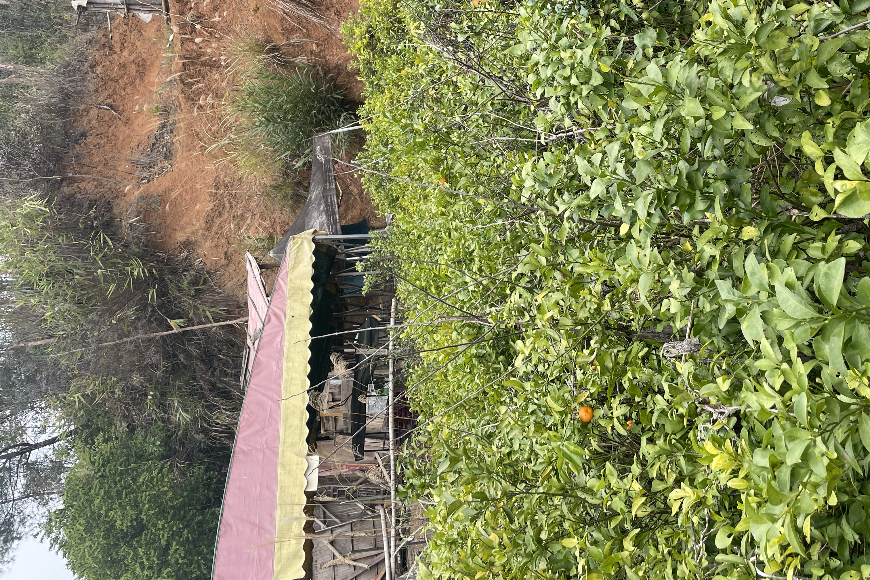 沙糖桔果园在不同地区成熟期对比图,展示不同区域果实在11月至12月的成熟状态 沙糖桔果园成熟期对比图