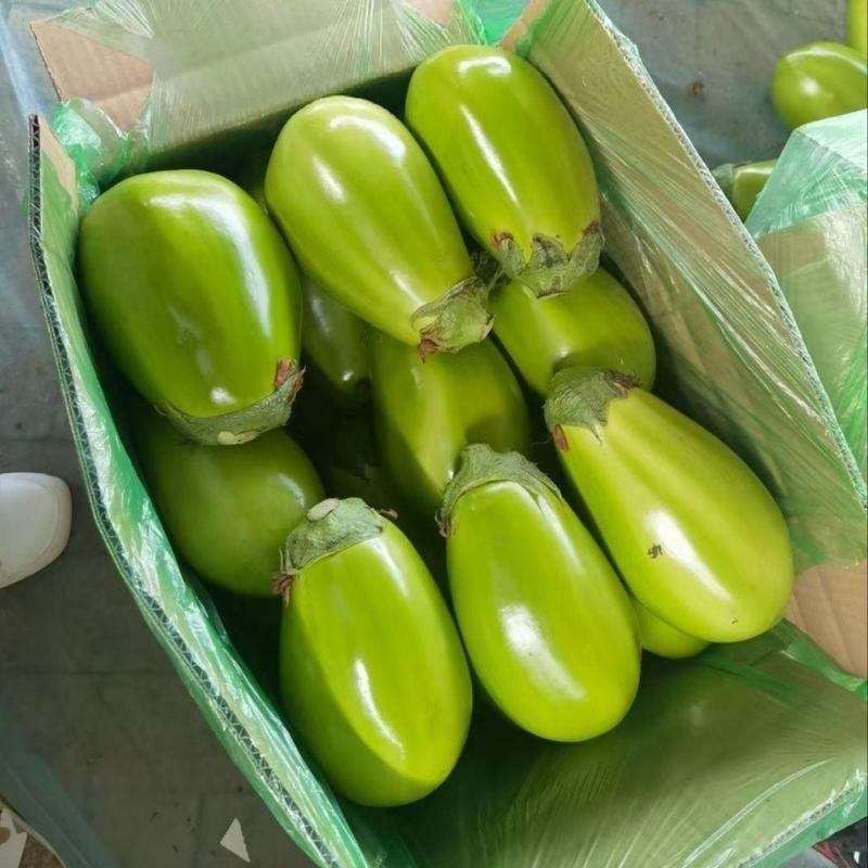 随州精品青茄可供平台商超，单位食堂及各地批发商