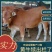 【实力】鲁西黄牛犊对接养殖户两头包配车送货喂养技术疫苗
