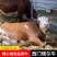 西门塔尔牛肉牛犊牛苗仔包技术包成活货到付款