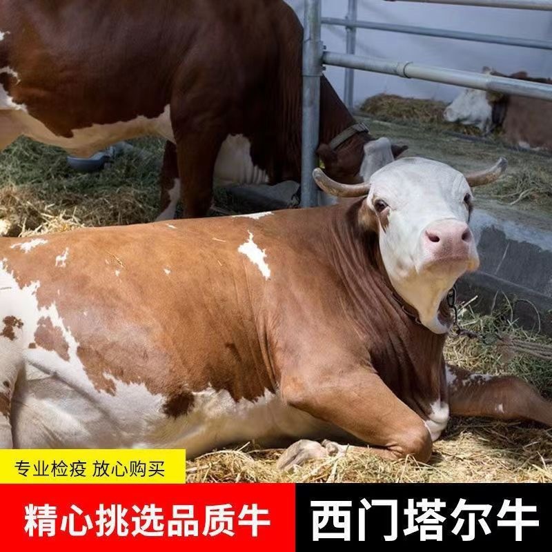 西门塔尔牛肉牛犊牛苗仔包技术包成活货到付款