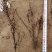 红叶小檗移栽苗高度20-35公分冠幅10公分左