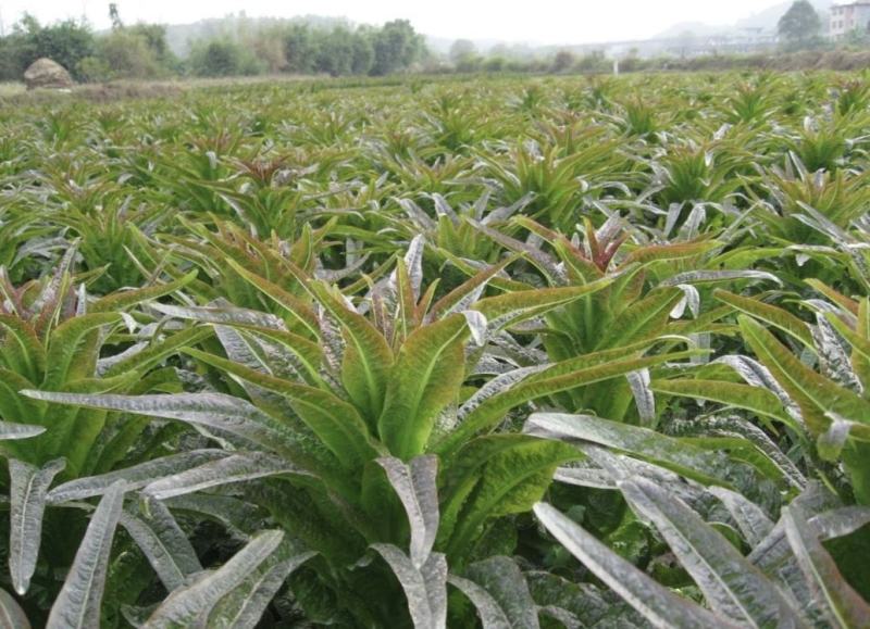 莴笋莴苣精品红叶香莴苣大量供货产地直供价格可谈