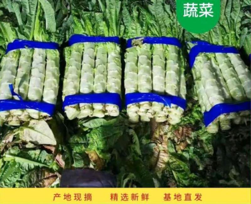 【荐】莴苣红叶莴苣江苏东台大量供应/1.5-2.5斤