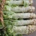 【荐】莴苣红叶莴苣江苏东台大量供应/1.5-2.5斤