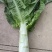 【荐】莴苣红叶莴苣江苏东台大量供应/1.5-2.5斤