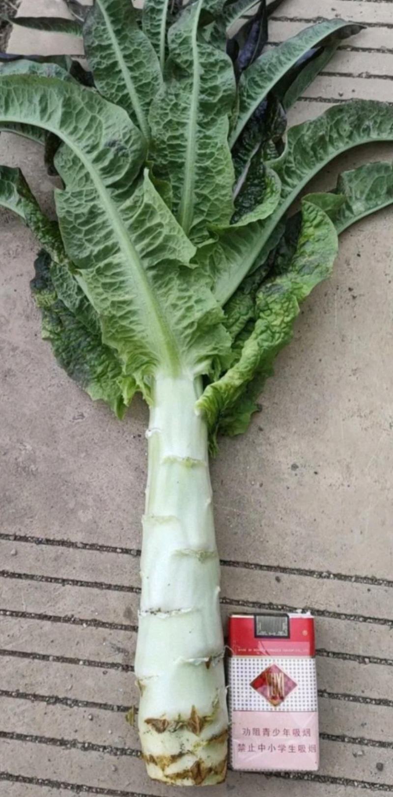 【荐】莴苣红叶莴苣江苏东台大量供应/1.5-2.5斤