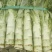 【荐】莴苣红叶莴苣江苏东台大量供应/1.5-2.5斤