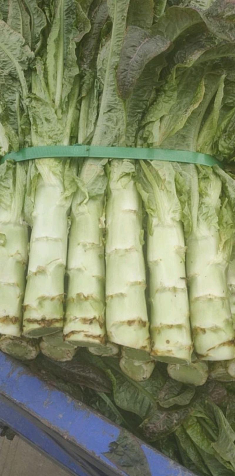 【荐】莴苣红叶莴苣江苏东台大量供应/1.5-2.5斤
