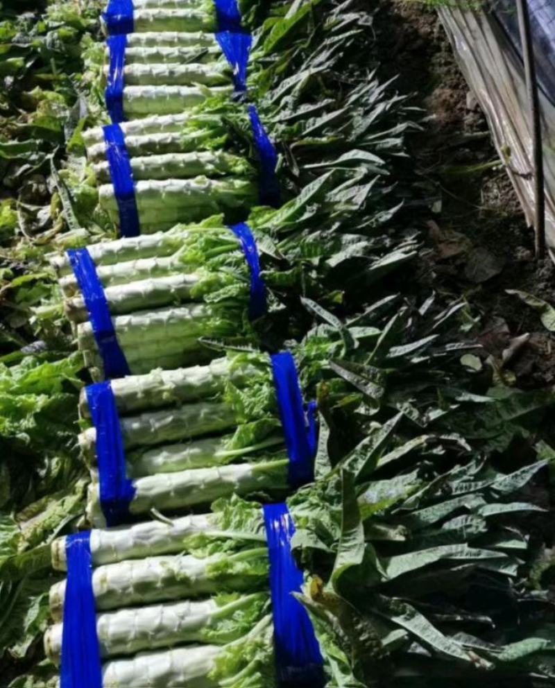 【荐】莴苣红叶莴苣江苏东台大量供应/1.5-2.5斤