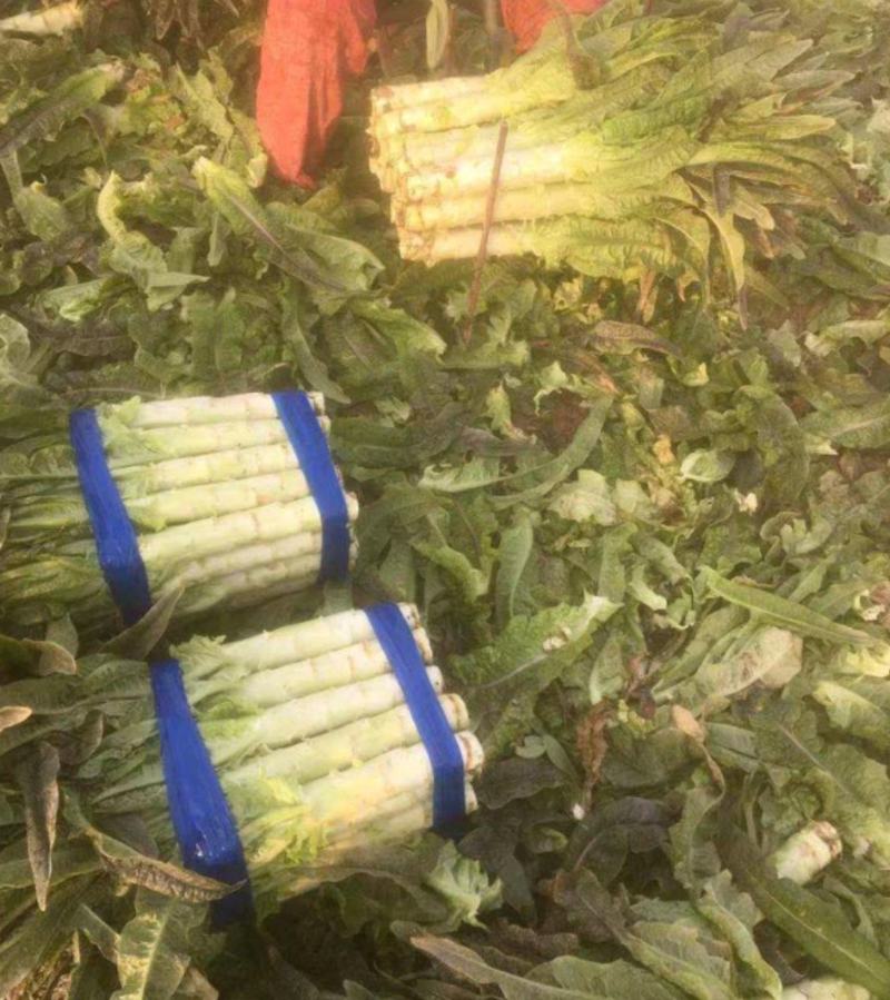 【荐】莴苣红叶莴苣江苏东台大量供应/1.5-2.5斤
