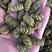 云南紫皮石斛枫斗有量有价产地直供品质有保证