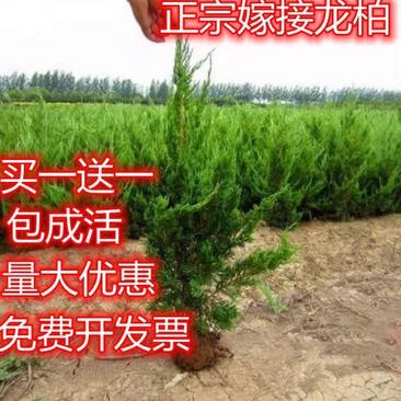 小龙柏龙柏树苗龙柏苗工程苗道路绿化