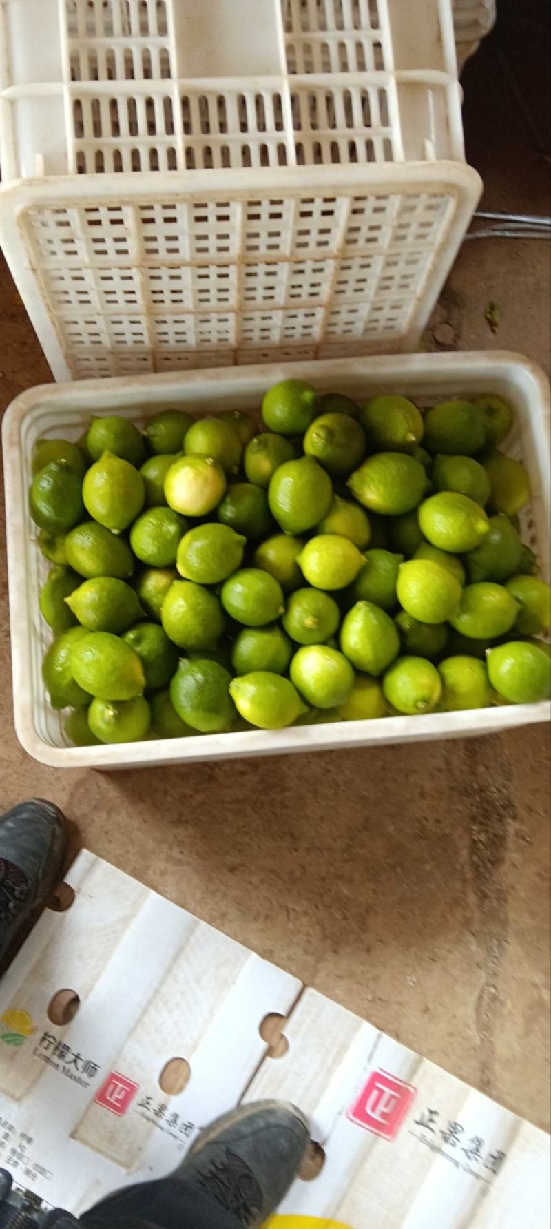 柠檬青果
