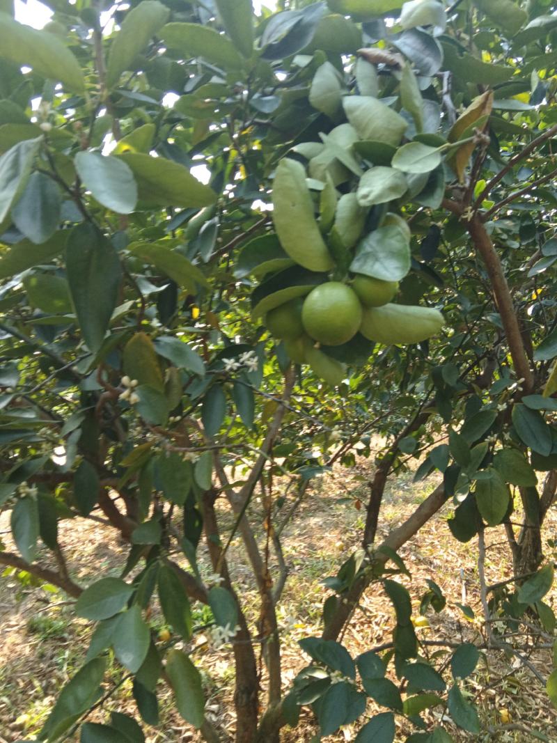 柠檬青果